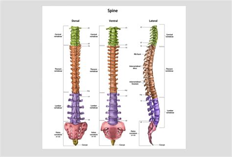 Spine Health: Structure, Function & Relief.