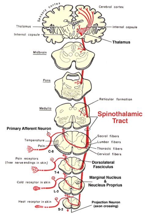 Spinothalamic Tract