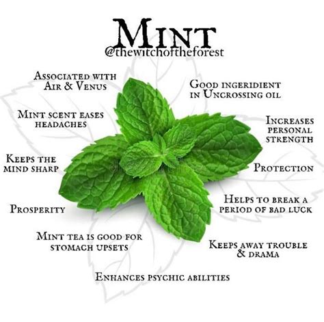 Breathe In Tranquility: Exploring the Ethereal Essence of Mint's Spiritual Properties