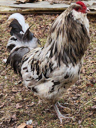 Splash Easter Egger