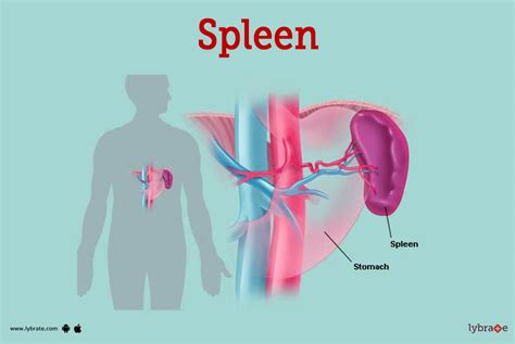 Spleen & Immunity: How It Protects You.