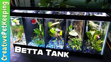 Split Betta Tank