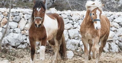Split Countryside Horse Ride & Klis Fortress: Detailed Review