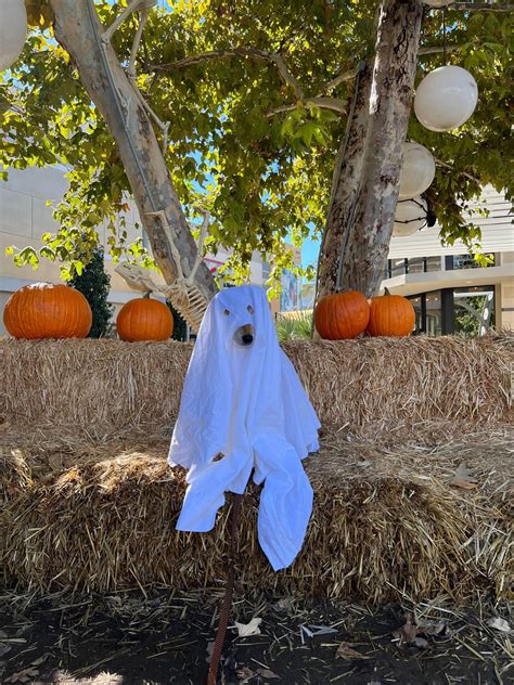 Spooky Shiba Community