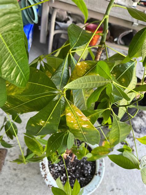 Spots On Money Tree Leaves