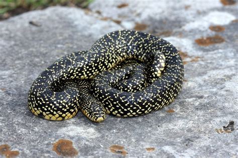 Urban Hikers Guide To Spotted King Snakes How To Tell Them Apart From Coral Snakes What Does A Spotted King Snake Look Like Begins.