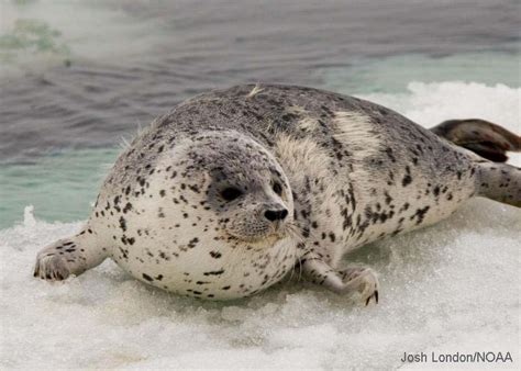Spotted Seal