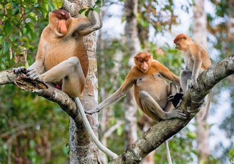 Spotting proboscis monkeys