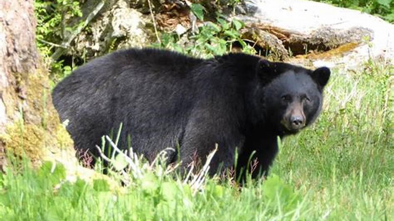 Spring Bear Washington 2024