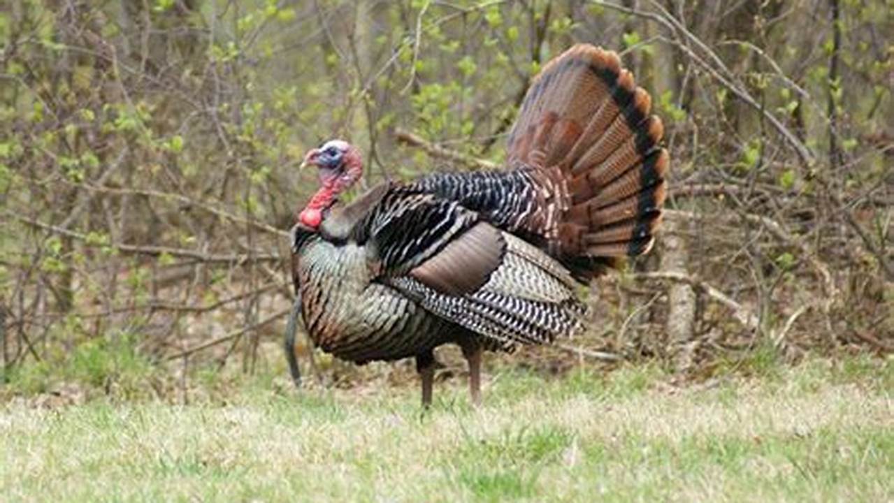Spring Turkey 2025 Ohio