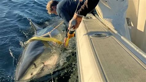 Spring (The Great Contender)