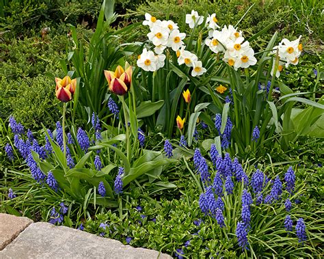 Spring-Blooming True Bulbs