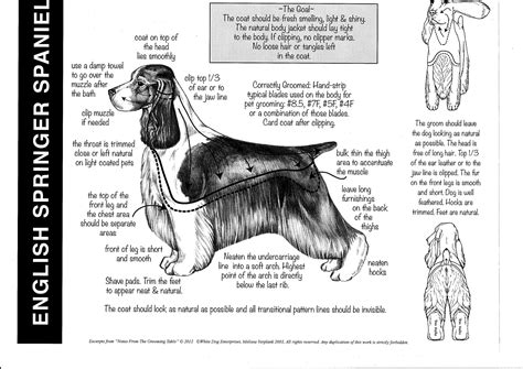 Springer Spaniel Grooming Chart