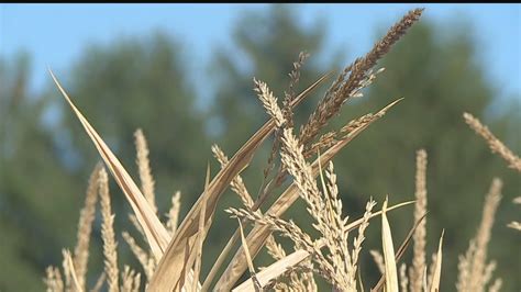 Springfield Sensation Craigslist Fuels a Springfield Dance Craze!