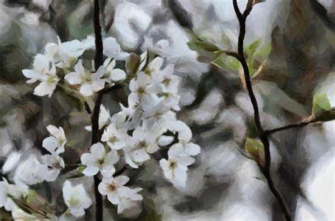 Springs First Blossoms