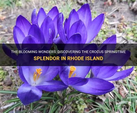 Springtime Bloom and Garden Wonders