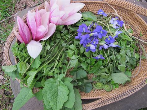 Springtime Foraging: Awakening of Native American Edibles