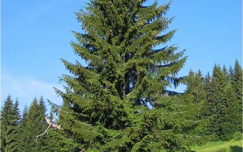 Spruce Trees Image