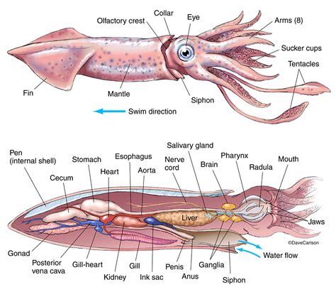 Printable Squid Diagrams Dissection