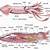 Squid Anatomy Worksheet