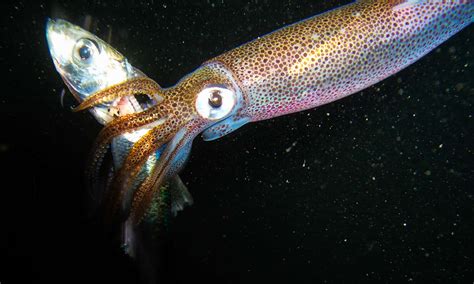 Squid & Pregnancy: Is It Safe to Eat?