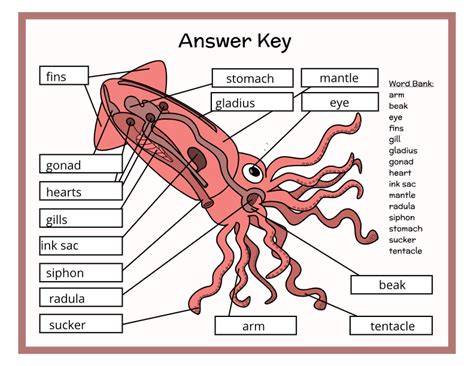 Squid Dissection Worksheet
