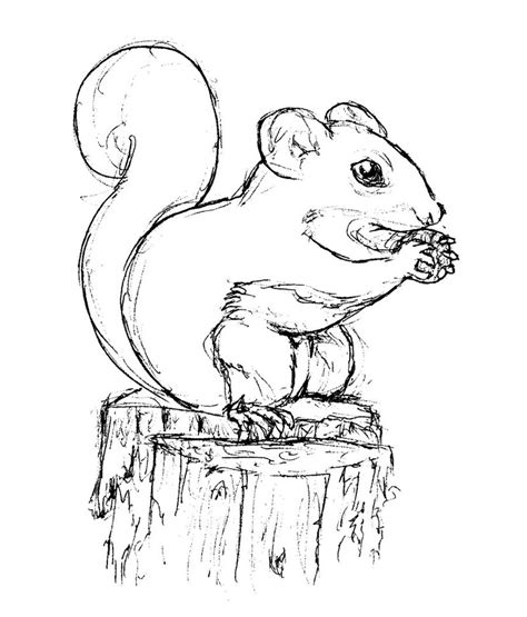 Squirrel Coloring Pages Free Printable