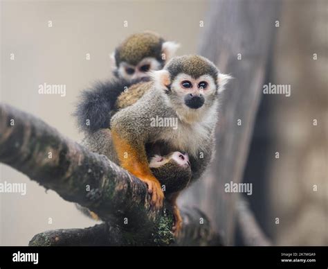 Squirrel Monkeys