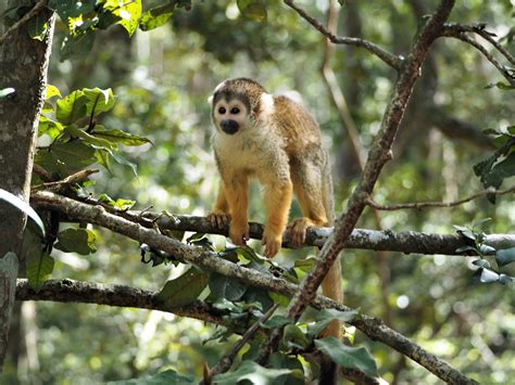 Squirrel Monkeys Monkeyland