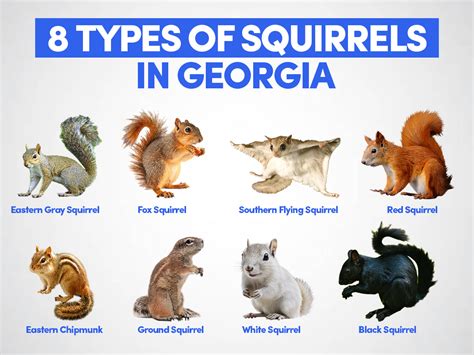 Squirrels