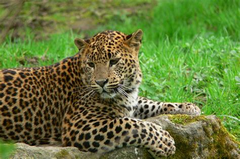 Sri Lanka Leopard