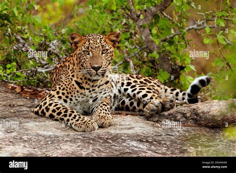 Sri Lanka leopard resting