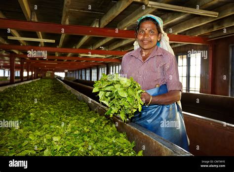 Sri Lanka tea factory