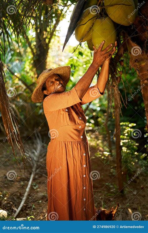 Sri Lankan Coconut Farmers