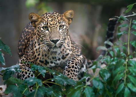 Sri Lankan Leopard