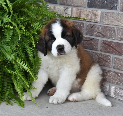 Josie Saint Bernard St. Bernard puppy for sale near Youngstown, Ohio