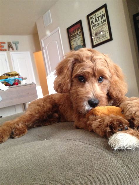Cavapoo (St. Charles Cavalier Spaniel mixed with a Poodle) very cute