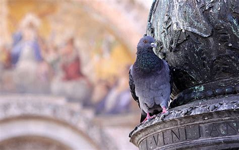 St Mark's Square Birds