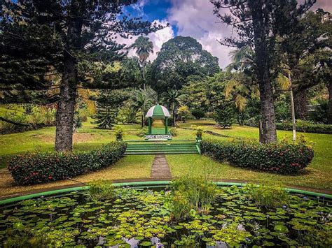 St Vincent Botanical Gardens Trees