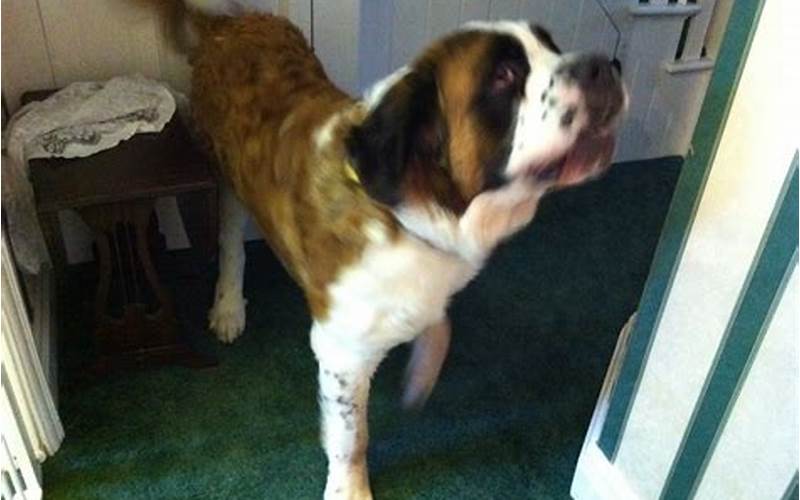 St. Bernard Mixed With Boxer Exercise