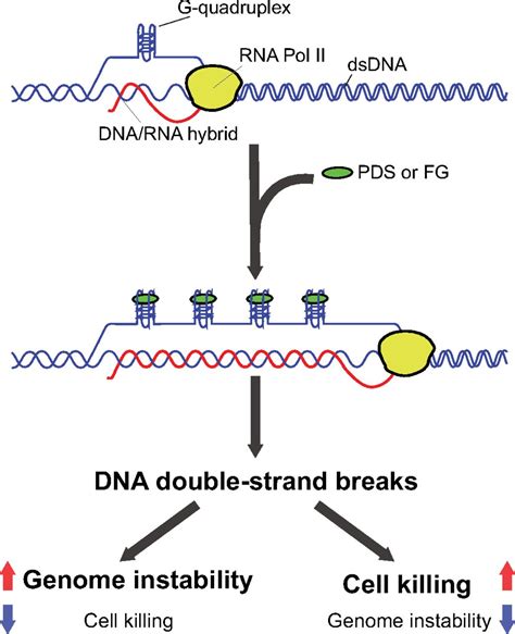 Stabilizing DNA