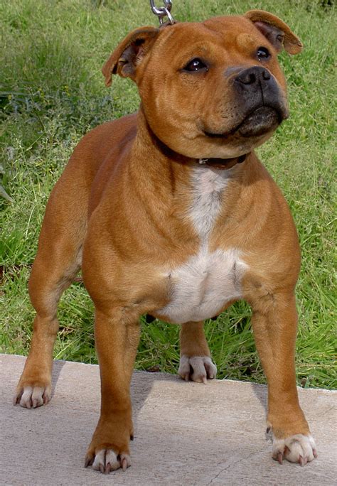 Staffordshire Bull Terrier Dog Breed » Everything About Staffies