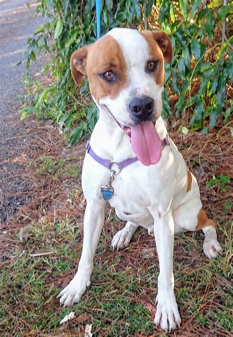 Roxy Large Female American Staffordshire Terrier x Boxer Mix Dog in