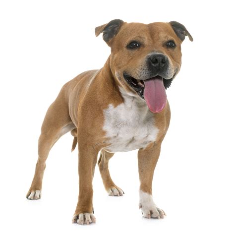 Staffordshire Bull Terrier Image: A Closer Look