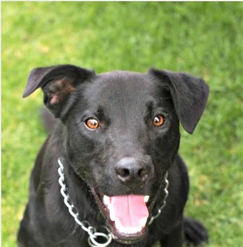 Staffordshire Bull Terrier Lab Mix: A Unique And Lovable Breed