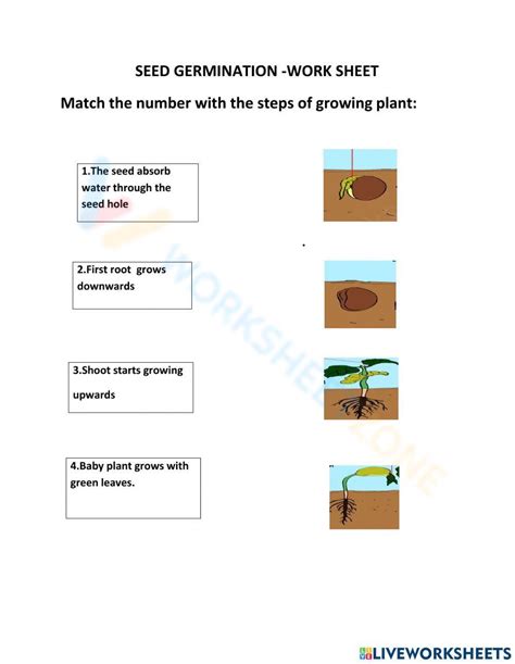 Stages Of Seed Germination Worksheet