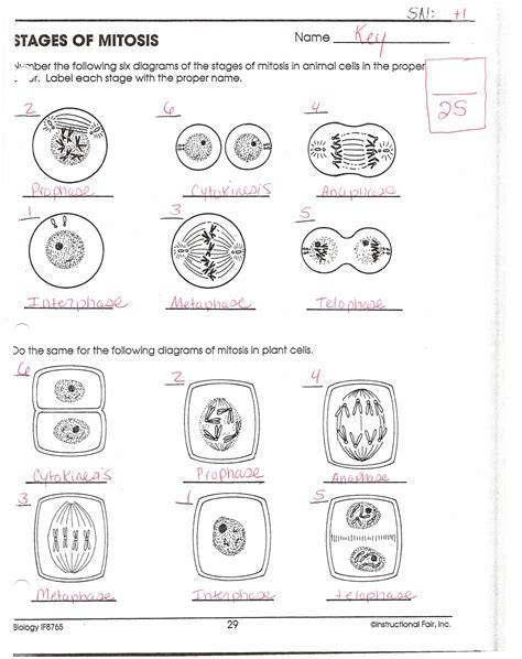 Stages Of Mitosis Worksheet Answers