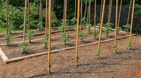 Staking Indeterminate Tomatoes: A Guide For Gardeners In 2023