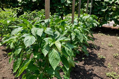 Staking Pepper Plants