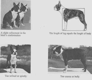 1 Boston Terrier Puppies For Sale In California